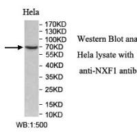 NXF1 Antibody