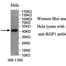 RGP1 Antibody