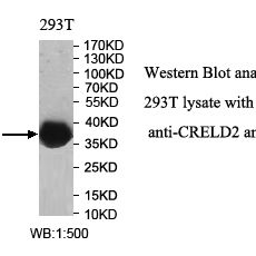 CRELD2 Antibody