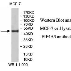 EIF4A3 Antibody