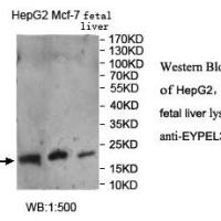 YPEL3 Antibody