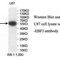 EBF3 Antibody
