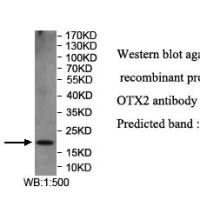 OTX2 Antibody
