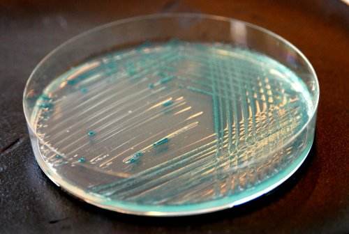 微生物研究必知的6个知识点 @古朵小知识