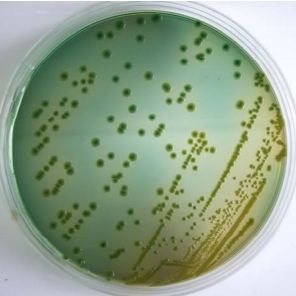 Bacillus hwajinpoensis 花金滩芽孢杆菌