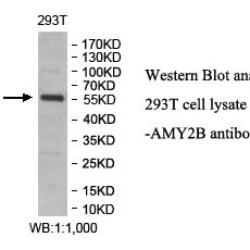 AMY2B Antibody