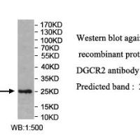 DGCR2 Antibody