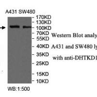 DHTKD1 Antibody