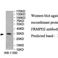 FRMPD2 Antibody