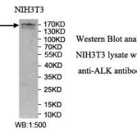 ALK Antibody