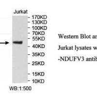 NDUFV3 Antibody