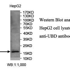 UBD Antibody