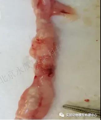 兔腹主动脉粥样硬化（球囊法）模型及药效实验