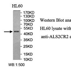 ALS2CR2 Antibody