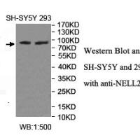 NELL2 Antibody