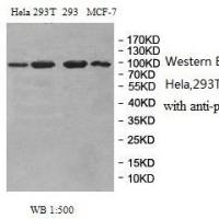 PIWIL2 Antibody