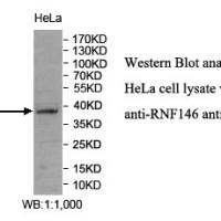 RNF146 Antibody