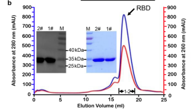 勤翔化学发光成像系统荣登Nature，助力新冠疫苗研究！