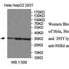 NEK6 Antibody