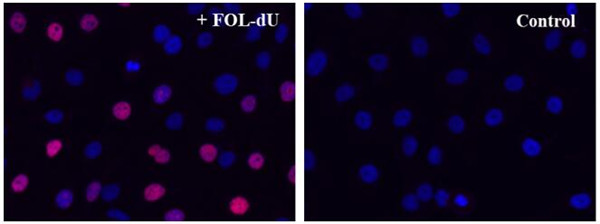 Buccutite™—全新一代的蛋白交联技术