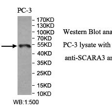 SCARA3 Antibody