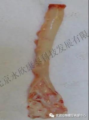 兔腹主动脉粥样硬化（球囊法）模型及药效实验