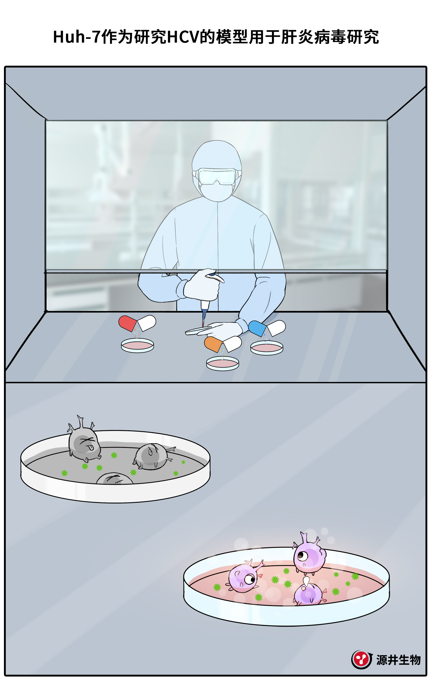 【漫画科普】Huh-7细胞的科研之旅-源井生物