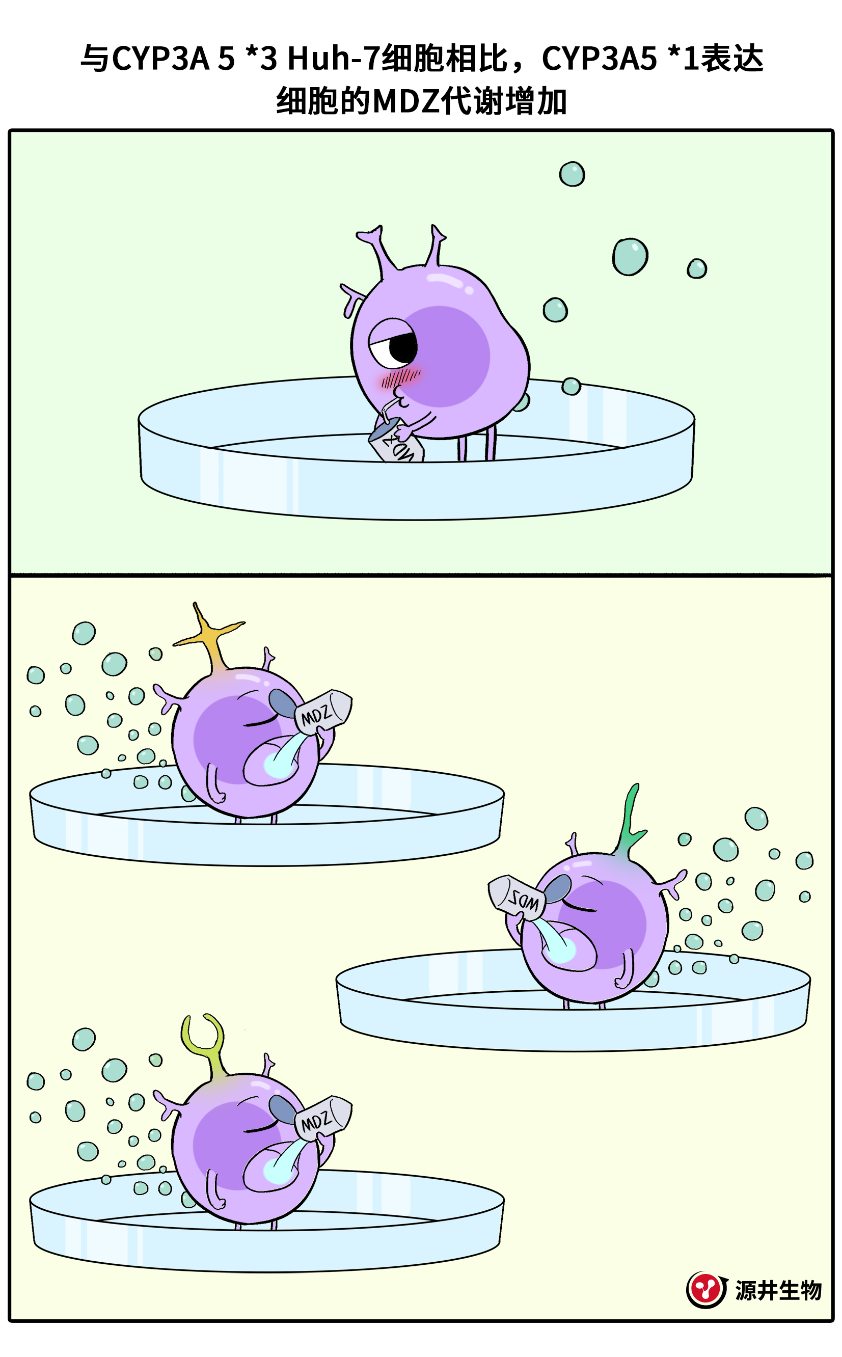 【漫画科普】Huh-7细胞的科研之旅-源井生物