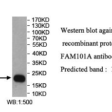 FAM101A Antibody