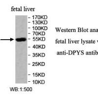 DPYS Antibody