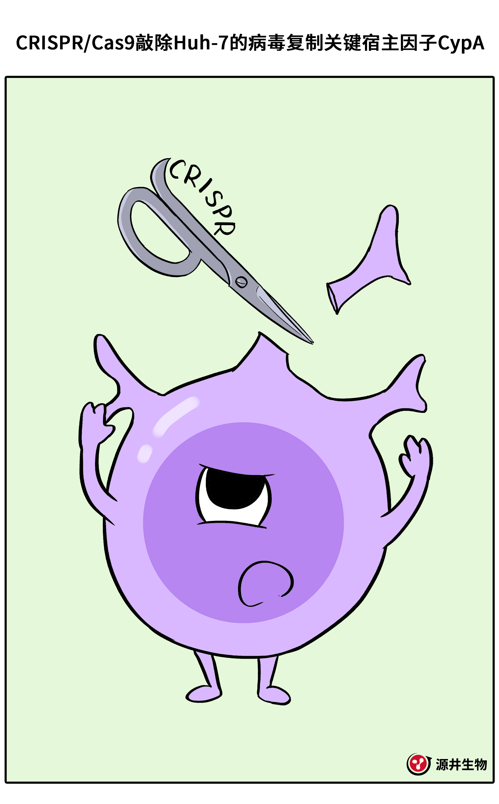 【漫画科普】Huh-7细胞的科研之旅-源井生物