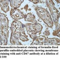 CD47 Antibody