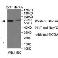 NCOA4 Antibody