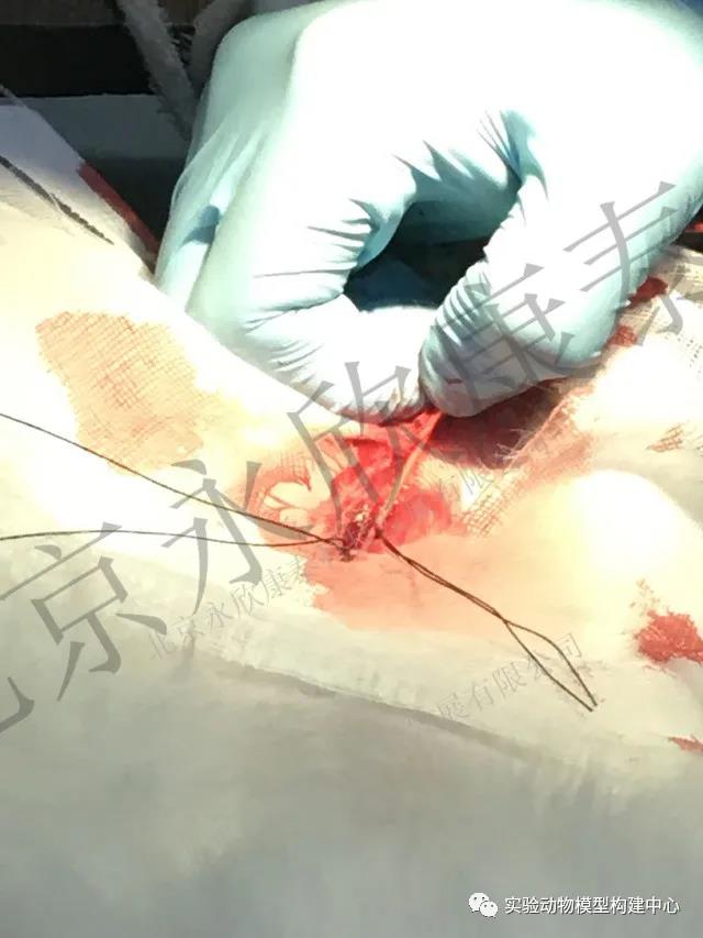 兔腹主动脉粥样硬化（球囊法）模型及药效实验