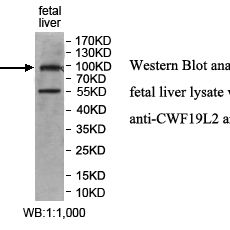 CWF19L2 Antibody