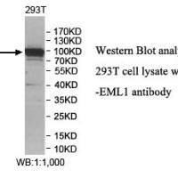 EML1 Antibody