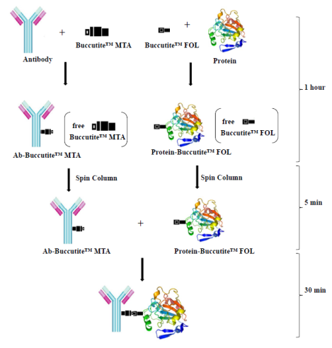 Buccutite™—全新一代的蛋白交联技术