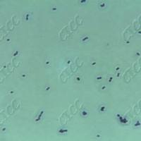 粪肠球菌CICC 23658