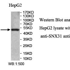 SNX31 Antibody