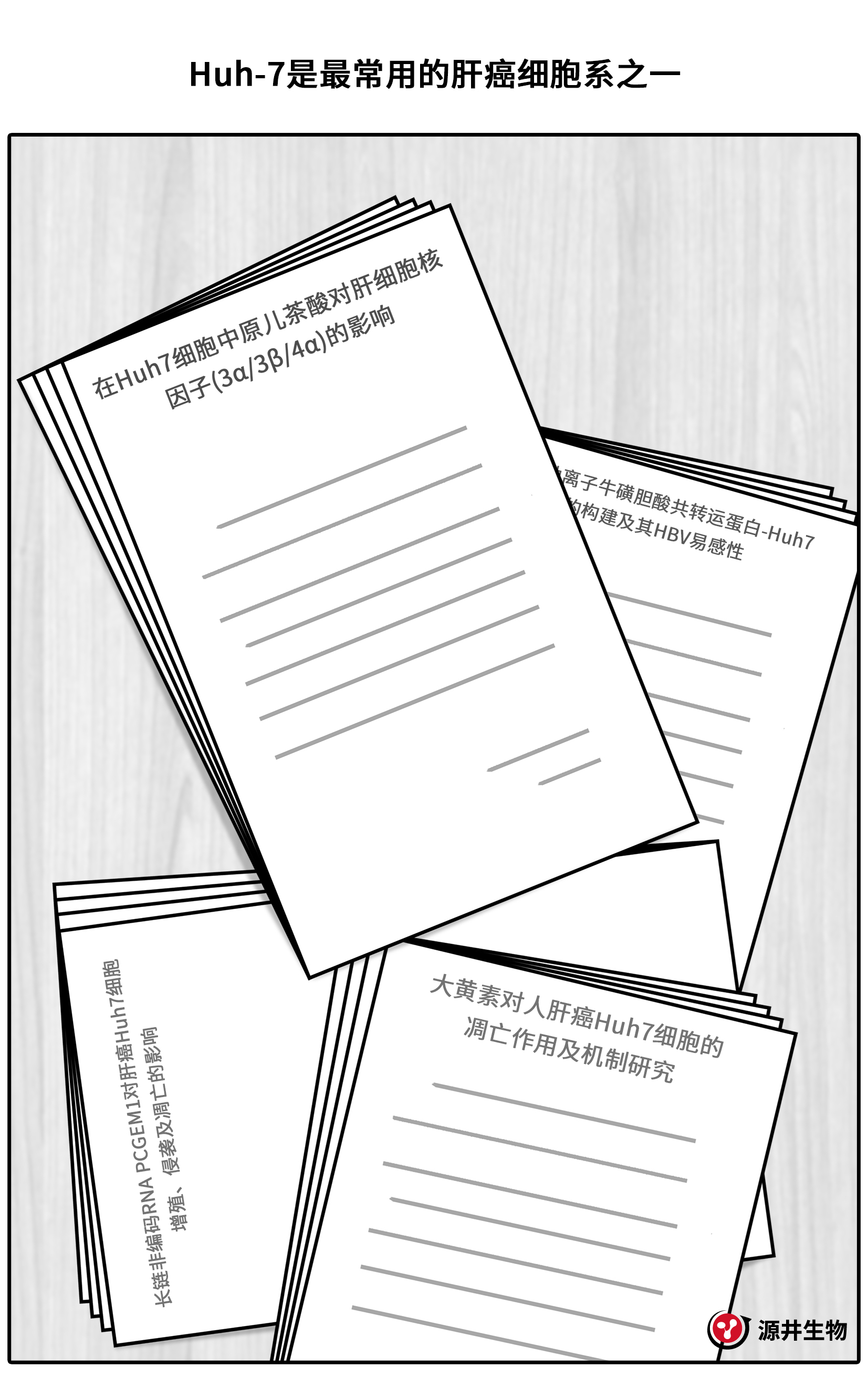 【漫画科普】Huh-7细胞的科研之旅-源井生物