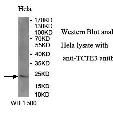 TCTE3 Antibody