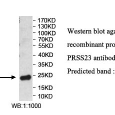 PRSS23 Antibody