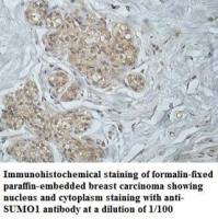 SUMO1 Antibody
