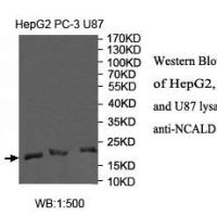 NCALD Antibody