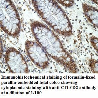 CITED2 Antibody