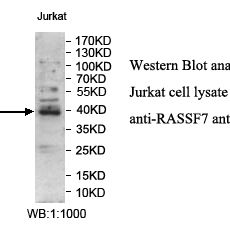 RASSF7 Antibody
