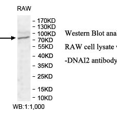 DNAI2 Antibody