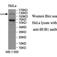 BUB1 Antibody