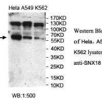 SNX18 Antibody