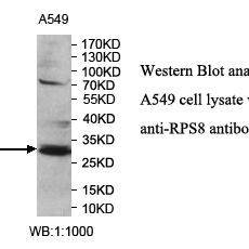 RPS8 Antibody